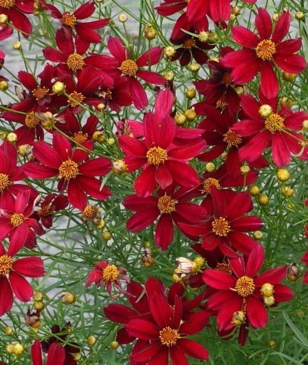 Coreopsis Permathread Red Satin PPAF 10ct Quarts