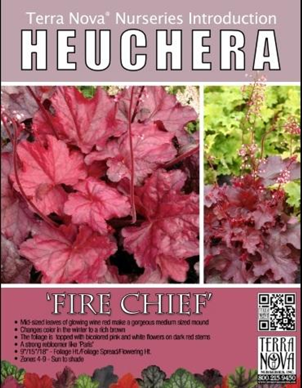 Heuchera Fire Chief PP21880 10ct Quarts