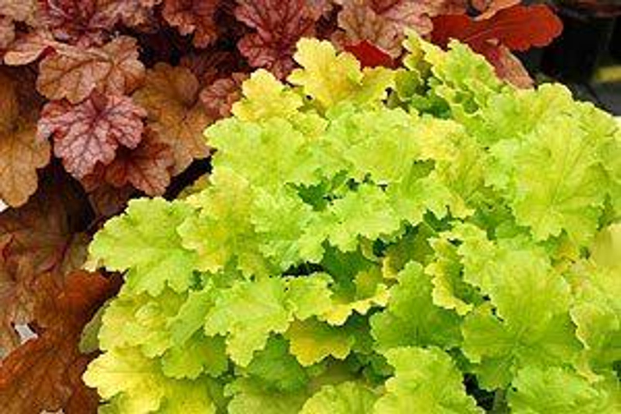 Heuchera Lime Rickey PP16210 10ct Quarts