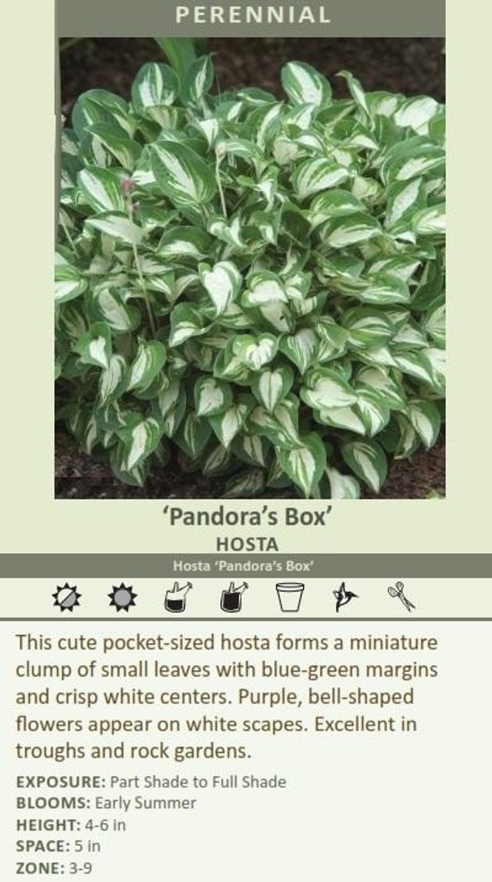 Hosta PANDORA'S BOX | Perennial Plant Sale | Designs Nursery