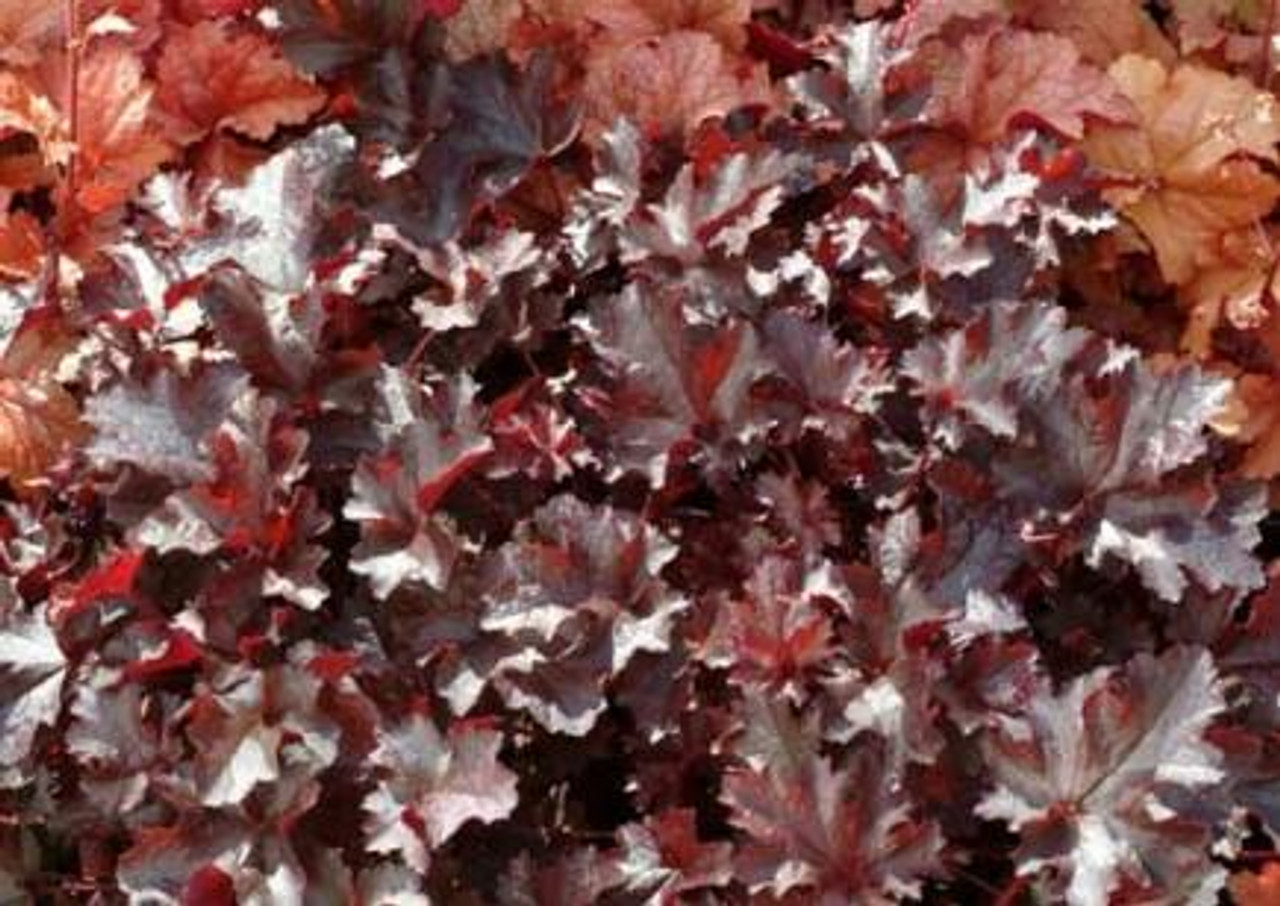 Heuchera Black Beauty PP13288 10ct Quarts