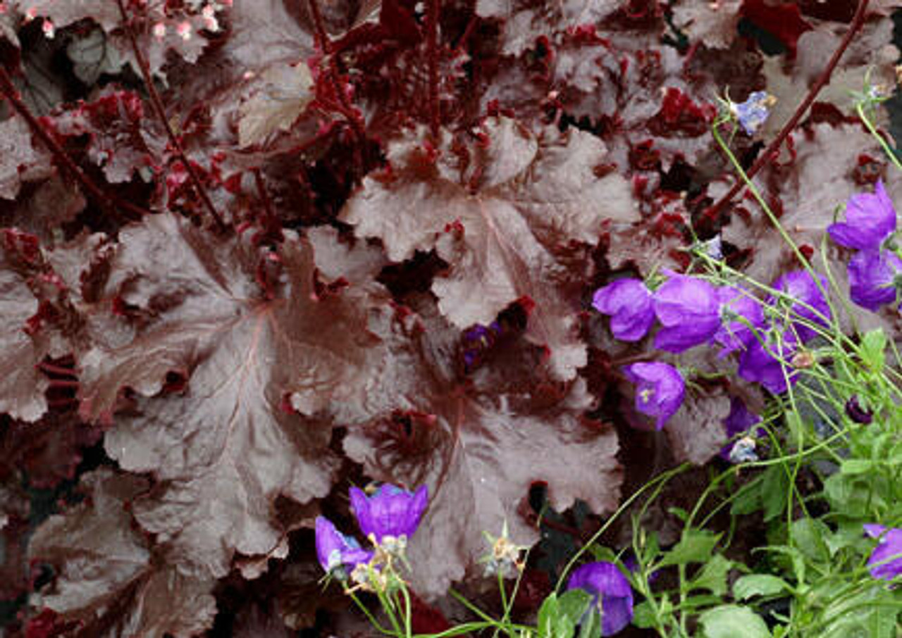 Heuchera Black Beauty PP13288 10ct Quarts