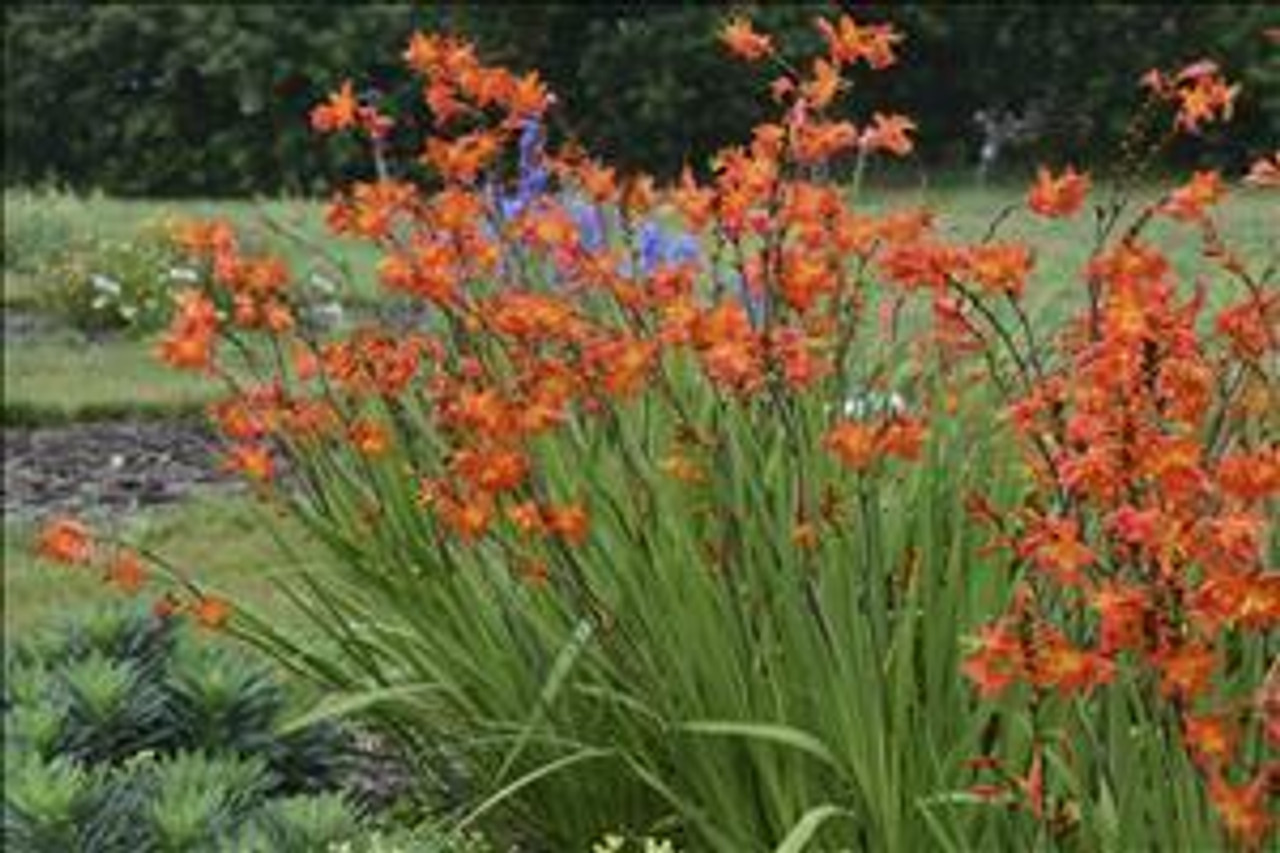 Crocosmia Prince of Orange 25 BR Plants