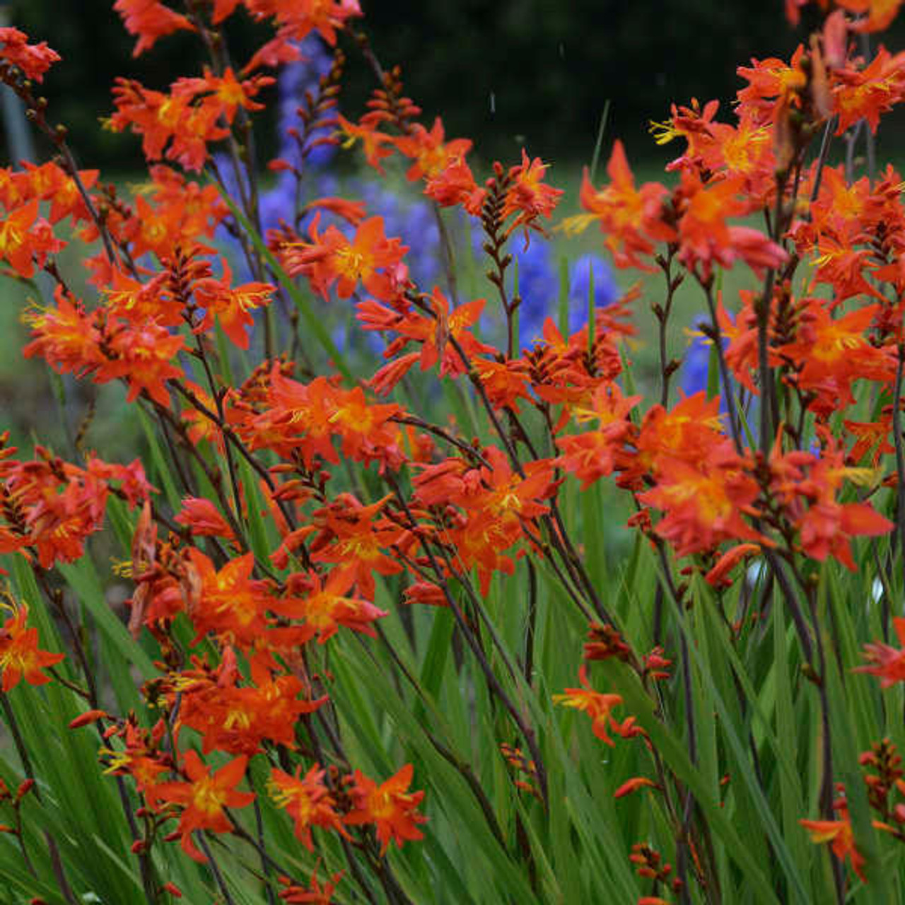 Crocosmia 'Prince of Orange' (25) BR Plants