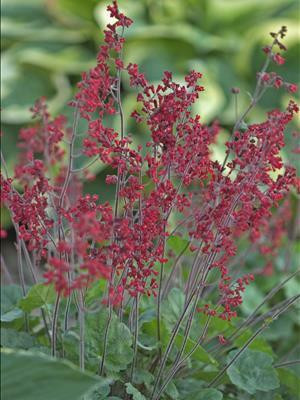 Heuchera s Ruby Bells 30ct Flat