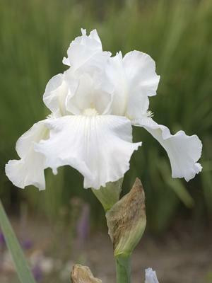 Iris 'Immortality' Perennial Plant Sale Bloomin Designs Nursery