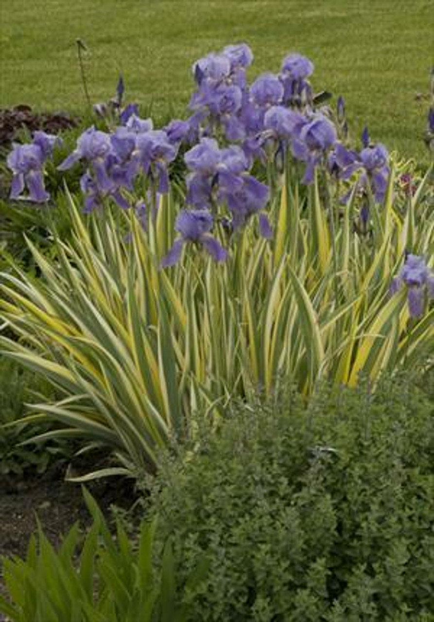 Iris p Variegata 15ct Flat