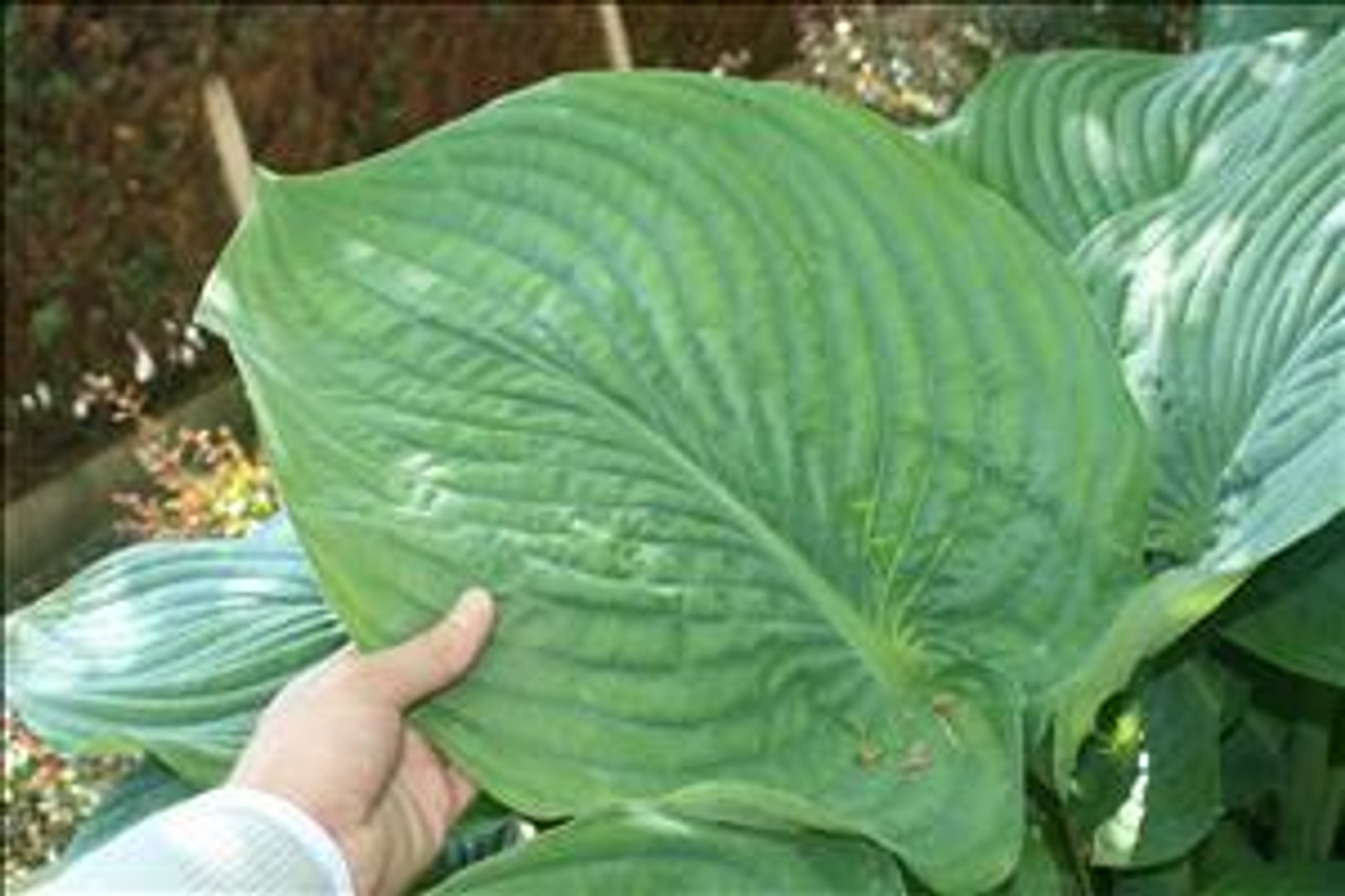 Hosta EMPRESS WU PP20774 25 BR Plants