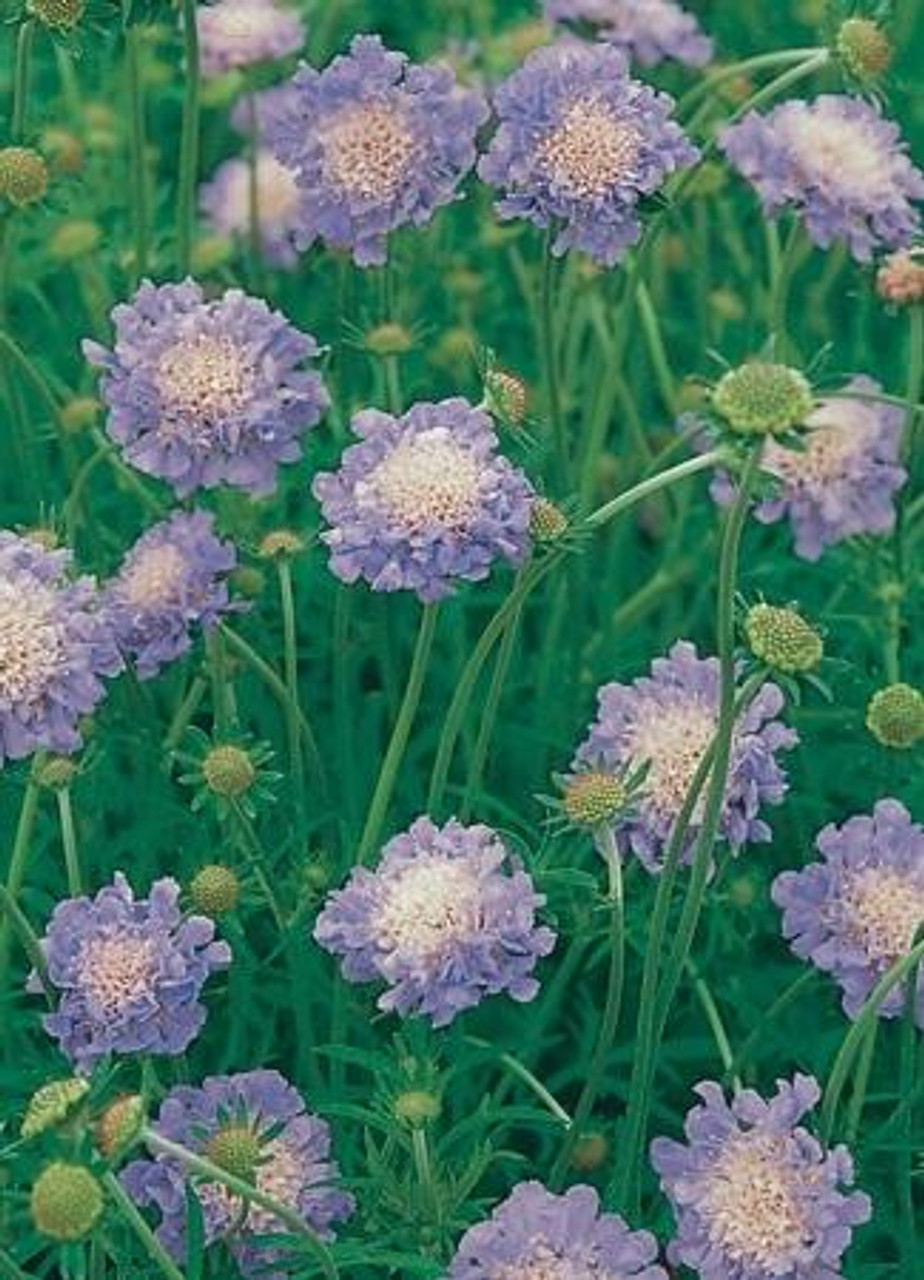 Scabiosa columbaria Butterfly Blue 3.5 inch pot