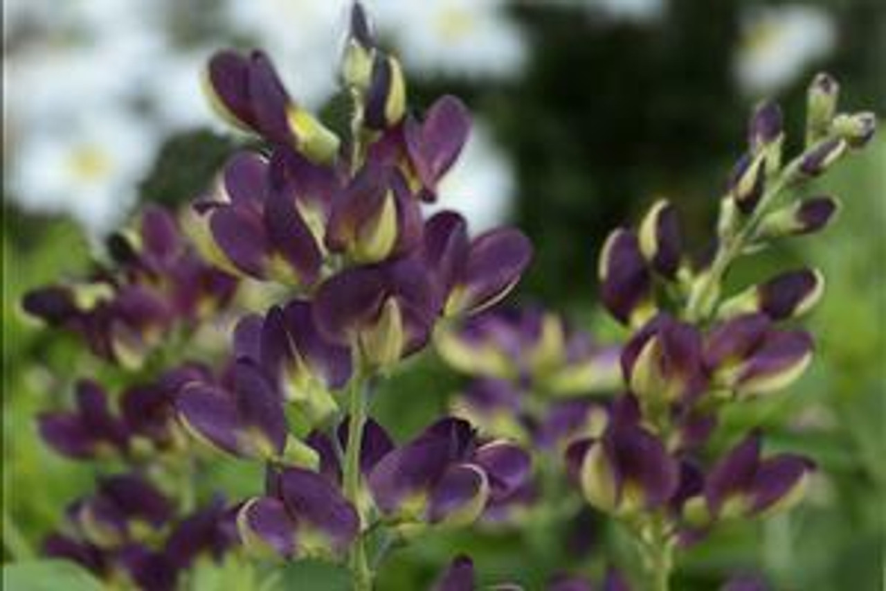 Baptisia 'Grape Escape' PPAF