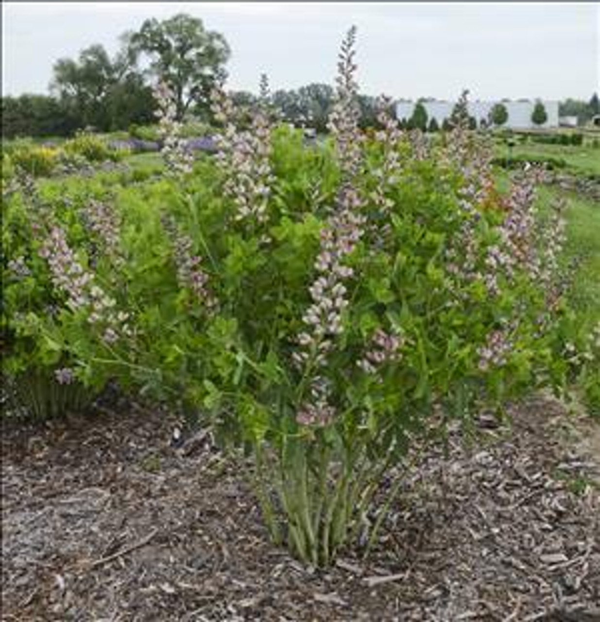 Baptisia Pink Truffles PPAF 25 BR Plants