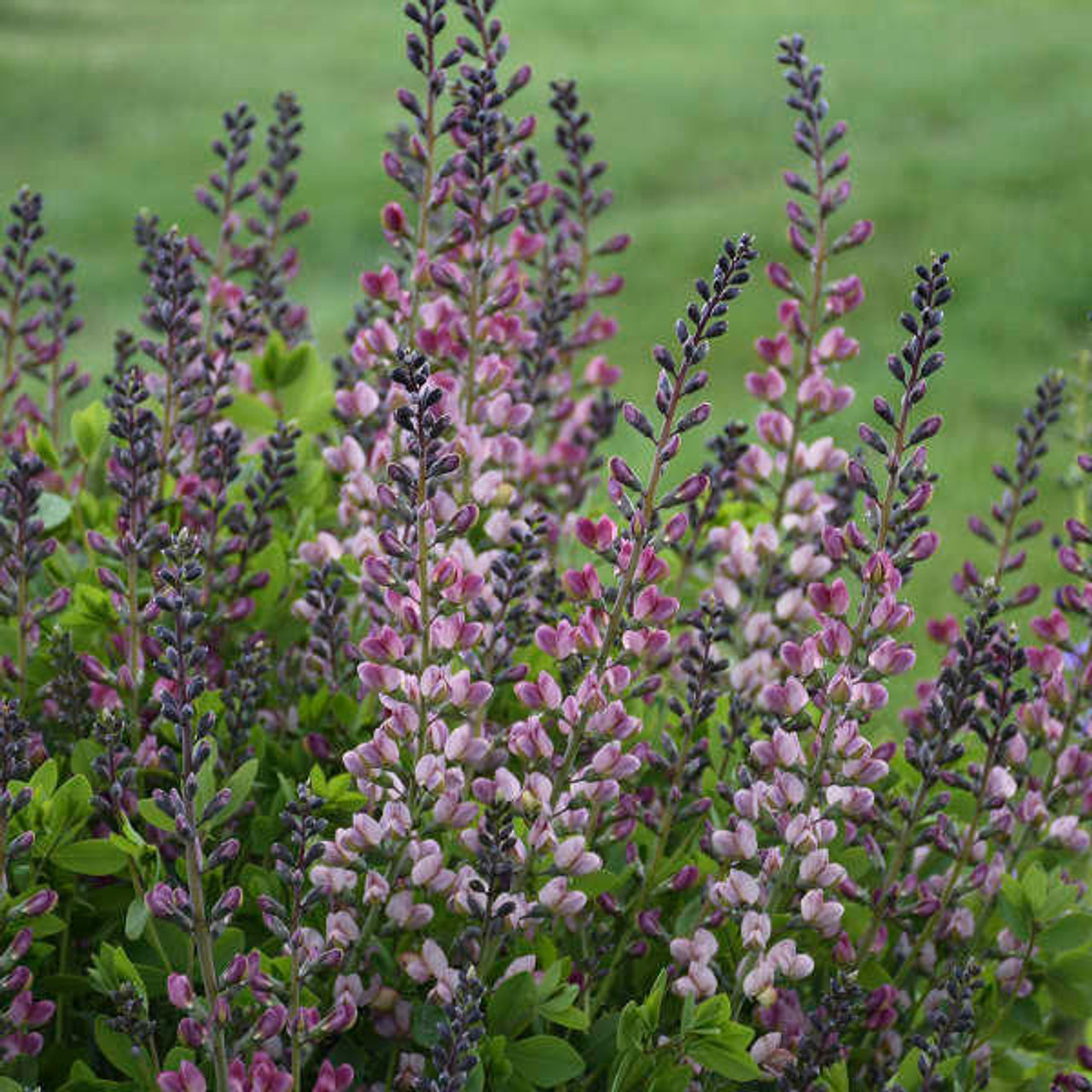 Baptisia 'Pink Truffles' PP26588 (25) BR Plants