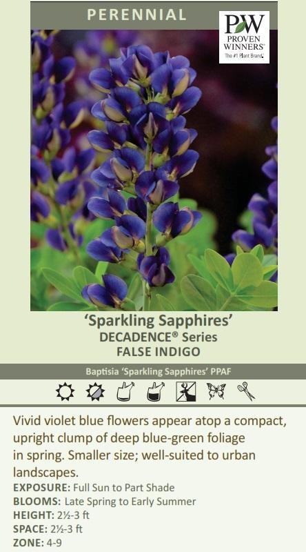 Baptisia DECADENCE 'Lemon Meringue' shipped from Grower to your door