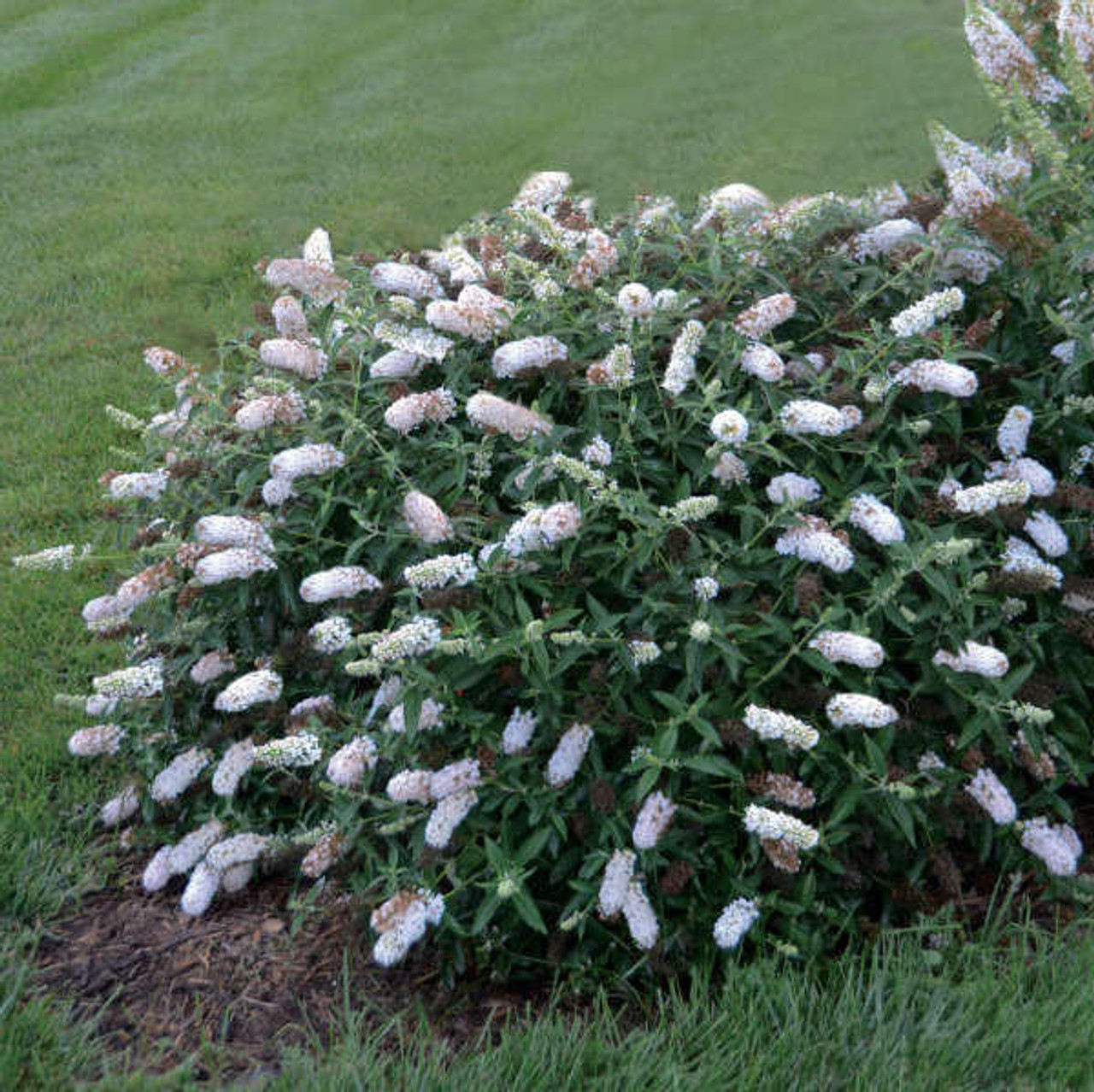 Buddleia 'Little Angel' PP28204 (30)ct Flat