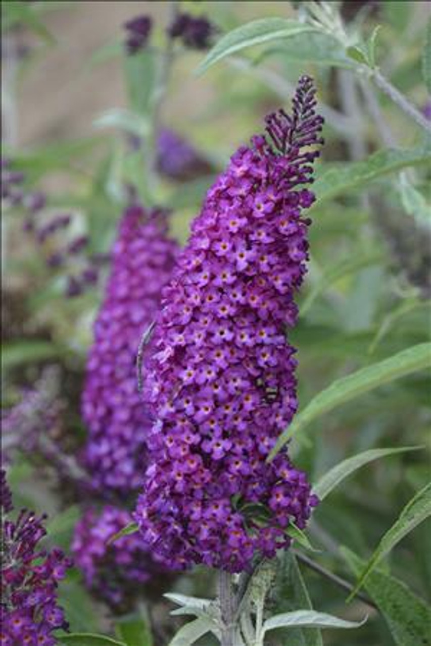 Buddleia Magenta Munchkin PPAF - HUMDINGER Collection 30ct Flat