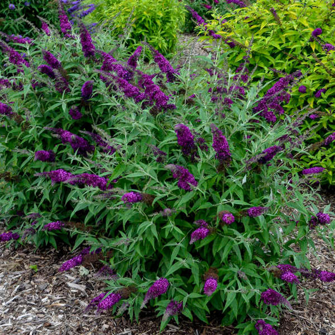 Buddleia 'Magenta Munchkin' PP28177 (30)ct Flat