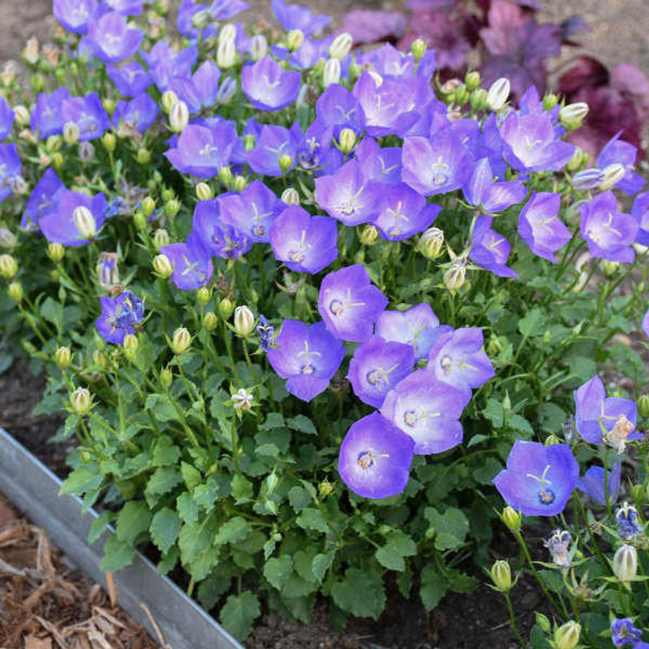 Campanula c. 'Rapido Blue' (30)ct Flat