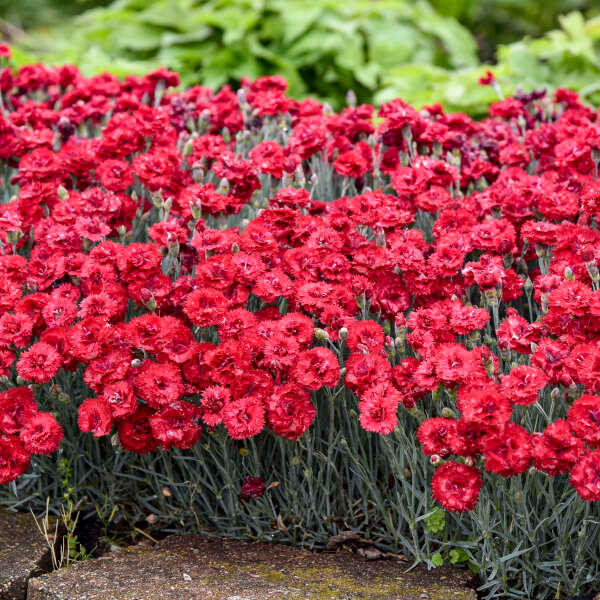 Dianthus 'Maraschino' shipped from Grower to your door