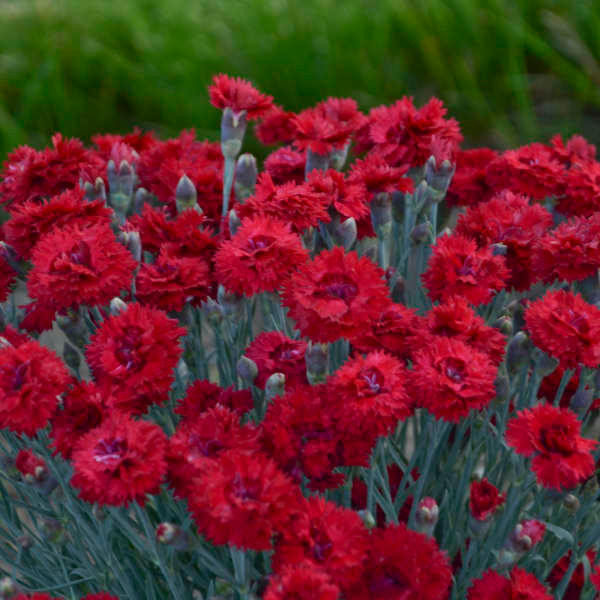 Dianthus 'Maraschino' shipped from Grower to your door