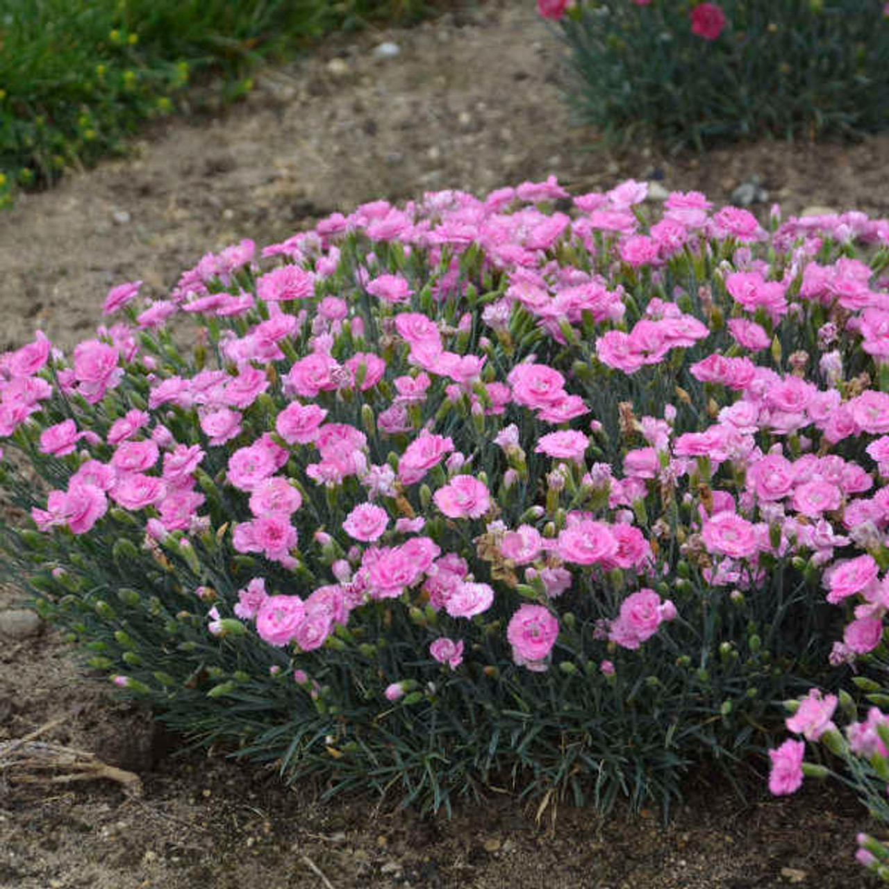 Dianthus 'Sweetie Pie' PP27989 (30)ct Flat