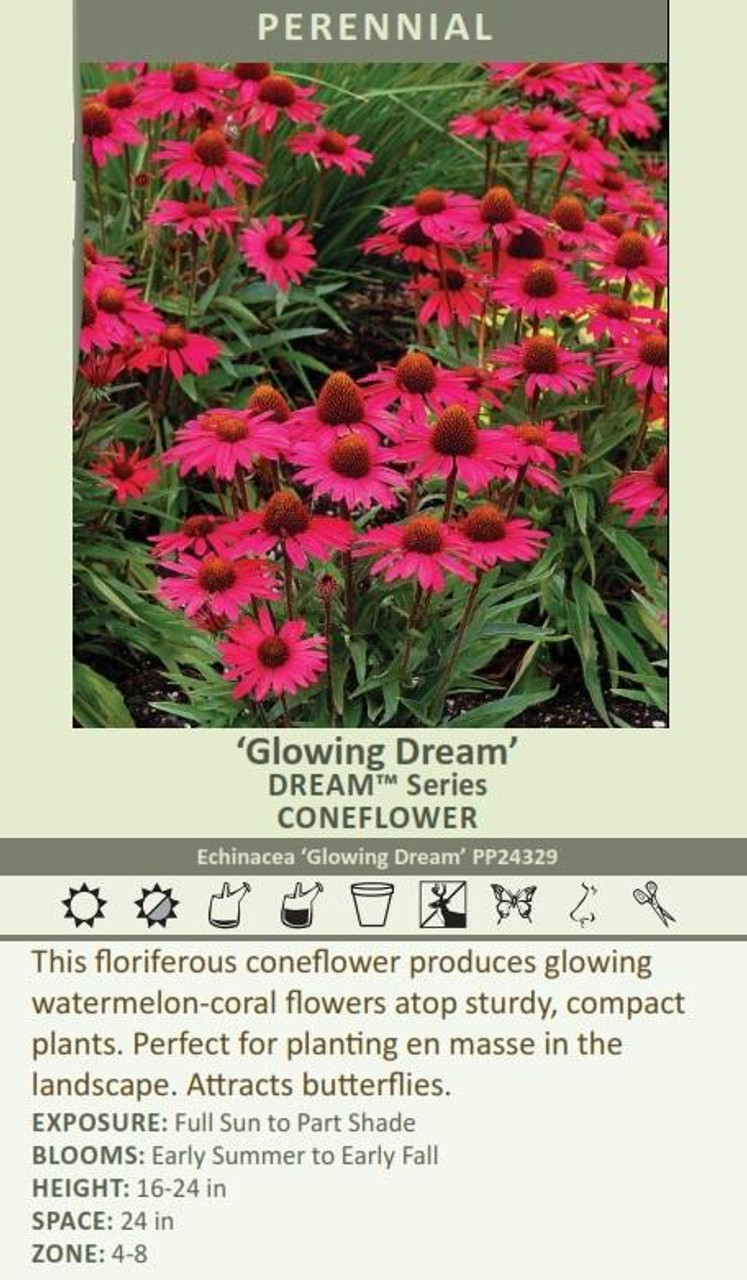 Echinacea Glowing Dream PP24329 20ct Flat