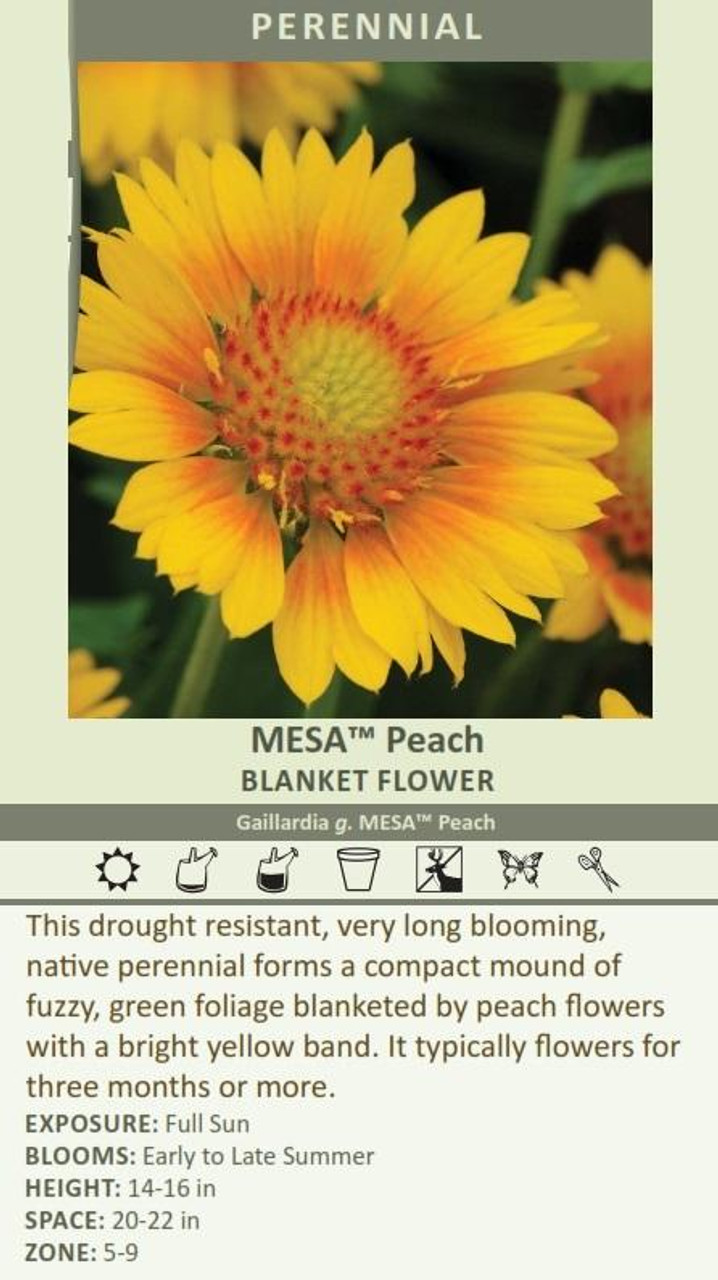 Gaillardia g MESA Peach 30ct Flat