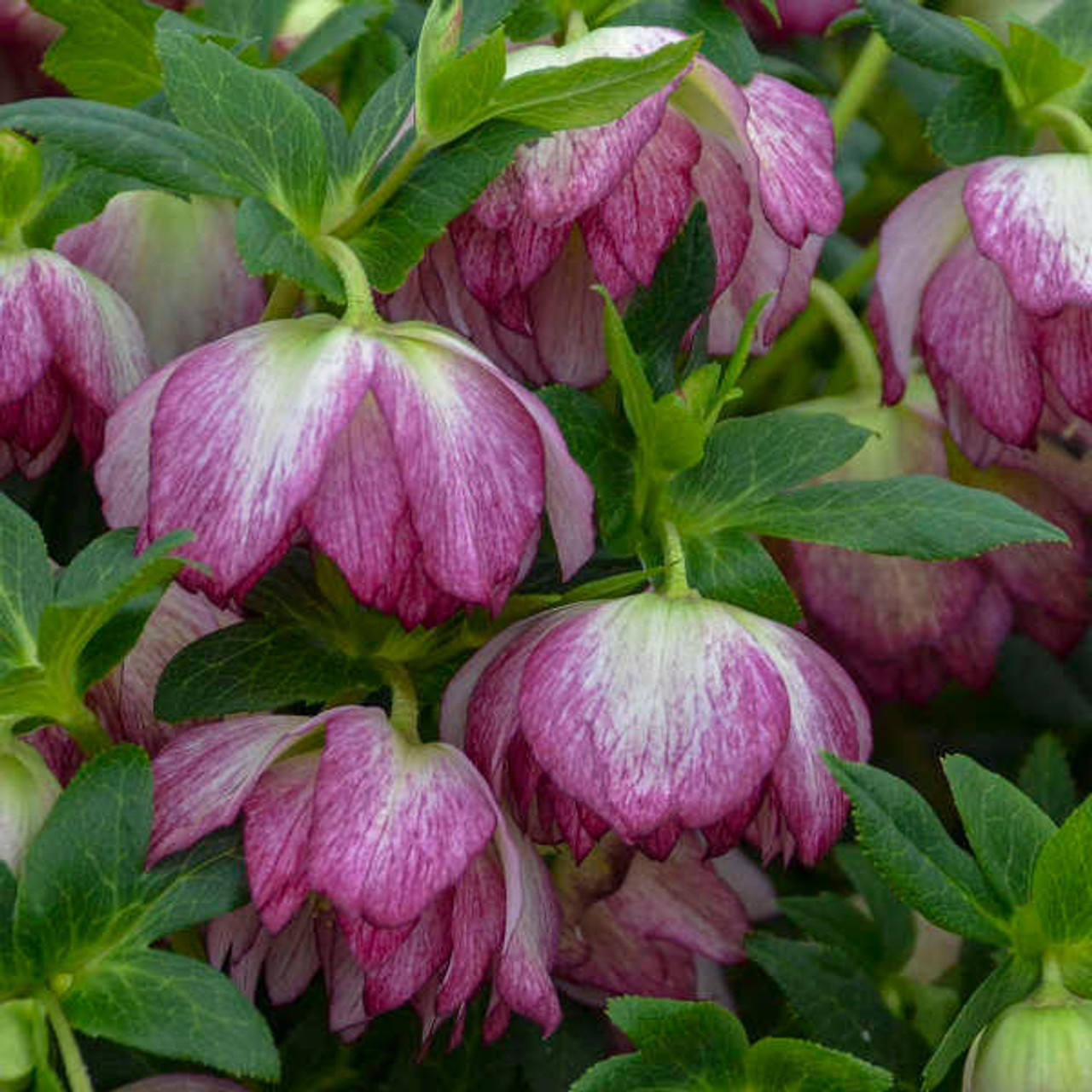 Helleborus 'Blushing Bridesmaid' (30)ct Flat