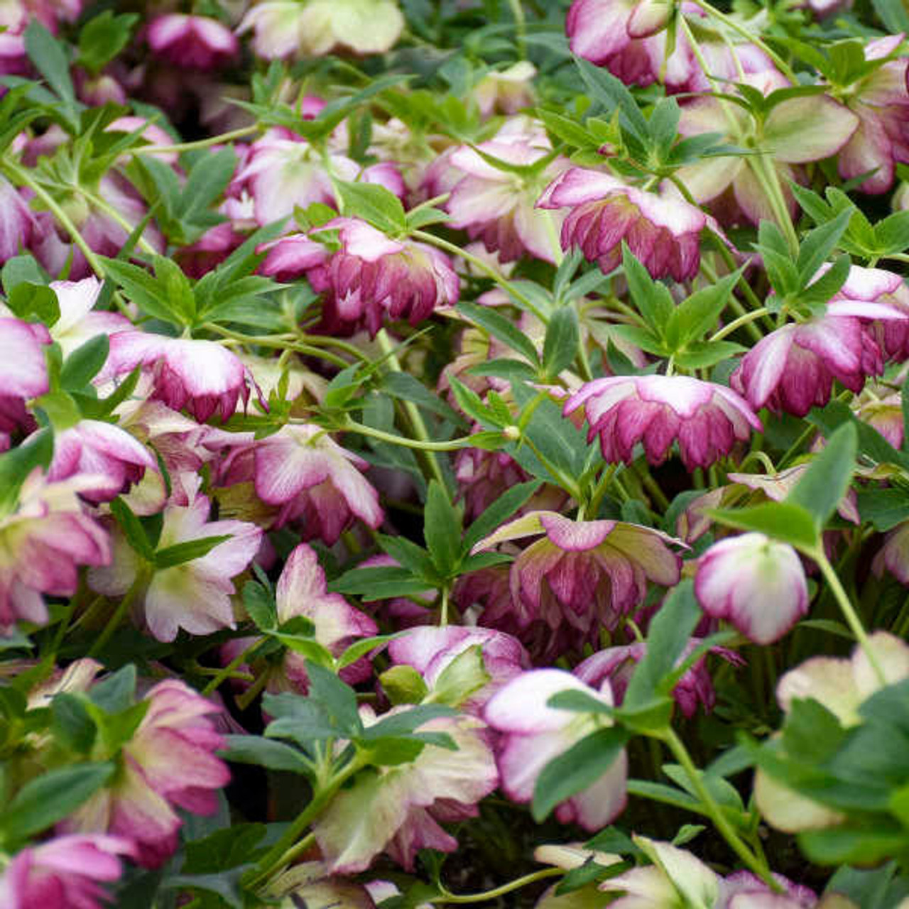 Helleborus 'Blushing Bridesmaid' (30)ct Flat