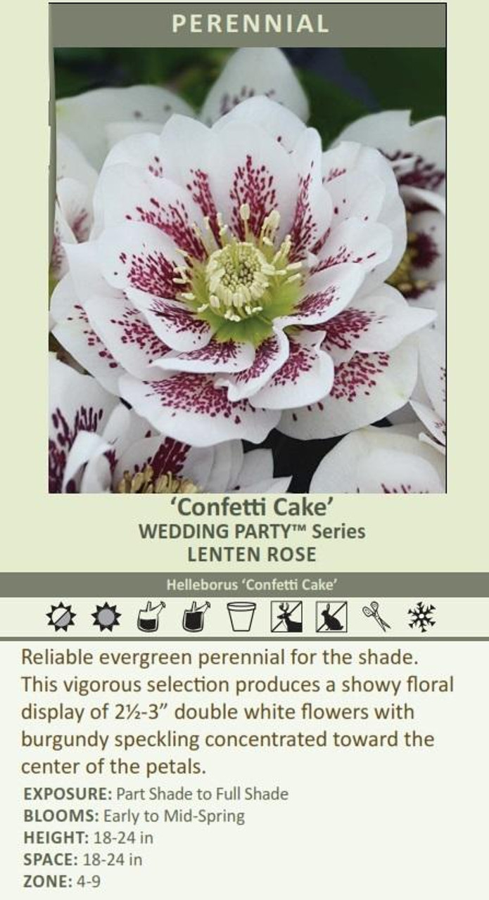 Helleborus Confetti Cake - WEDDING PARTY Series 30ct Flat