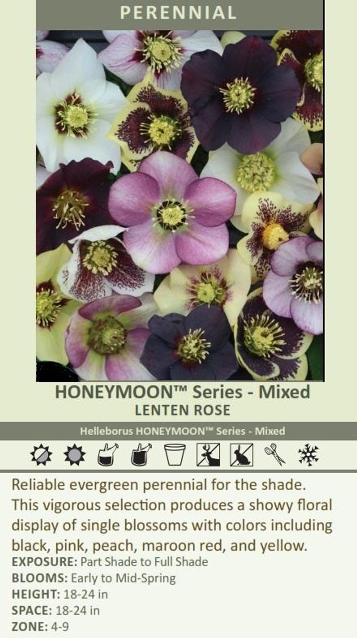 Helleborus HONEYMOON Series - Mixed 30ct Flat