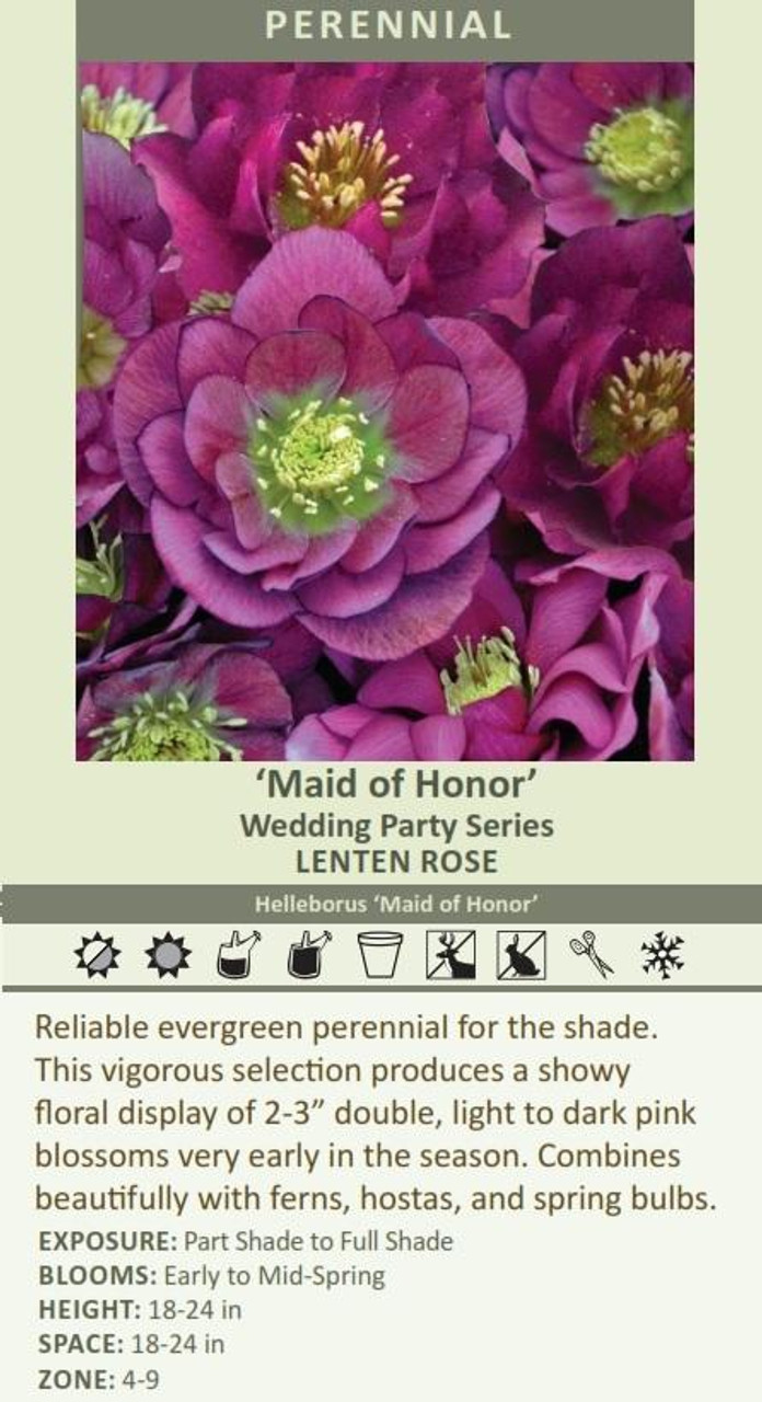 Helleborus Maid of Honor - WEDDING PARTY Series 30ct Flat