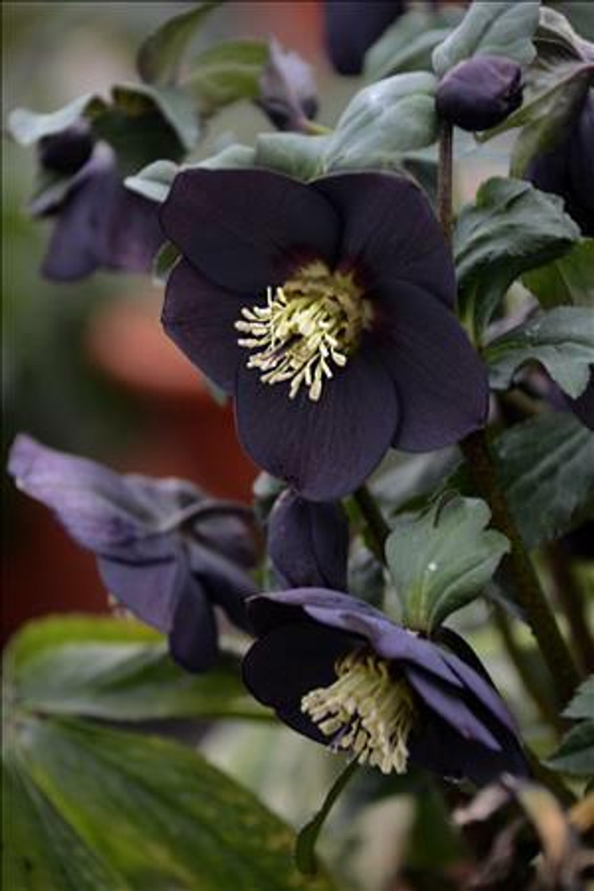 Helleborus n. 'New York Night' | Perennial Plant Sale | Bloomin Designs ...