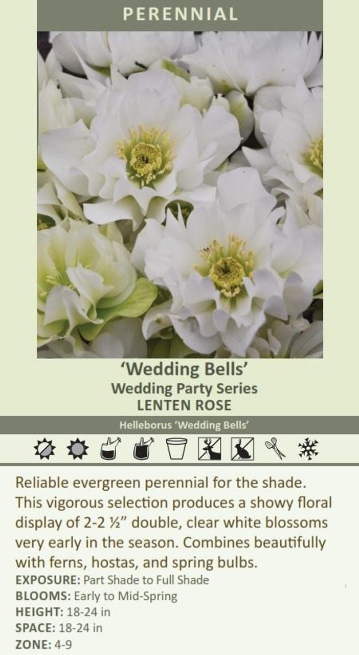 Helleborus Wedding Bells - WEDDING PARTY Series 30ct Flat