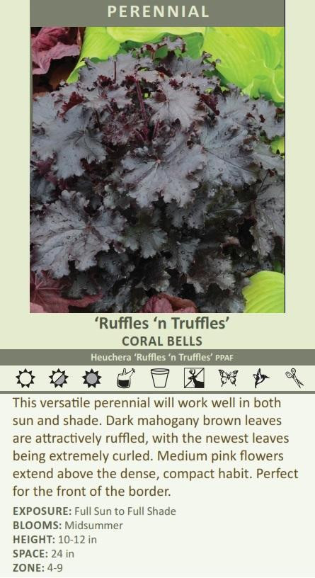 Heuchera Ruffles n Truffles PPAF 20ct Flat
