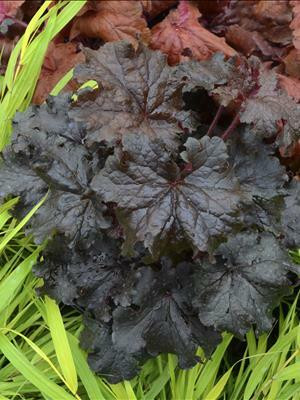Heuchera Ruffles n Truffles PPAF 20ct Flat