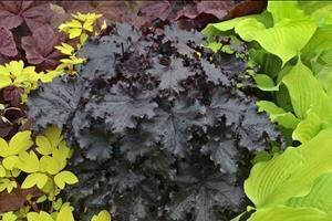 Heuchera Ruffles n Truffles PPAF 20ct Flat