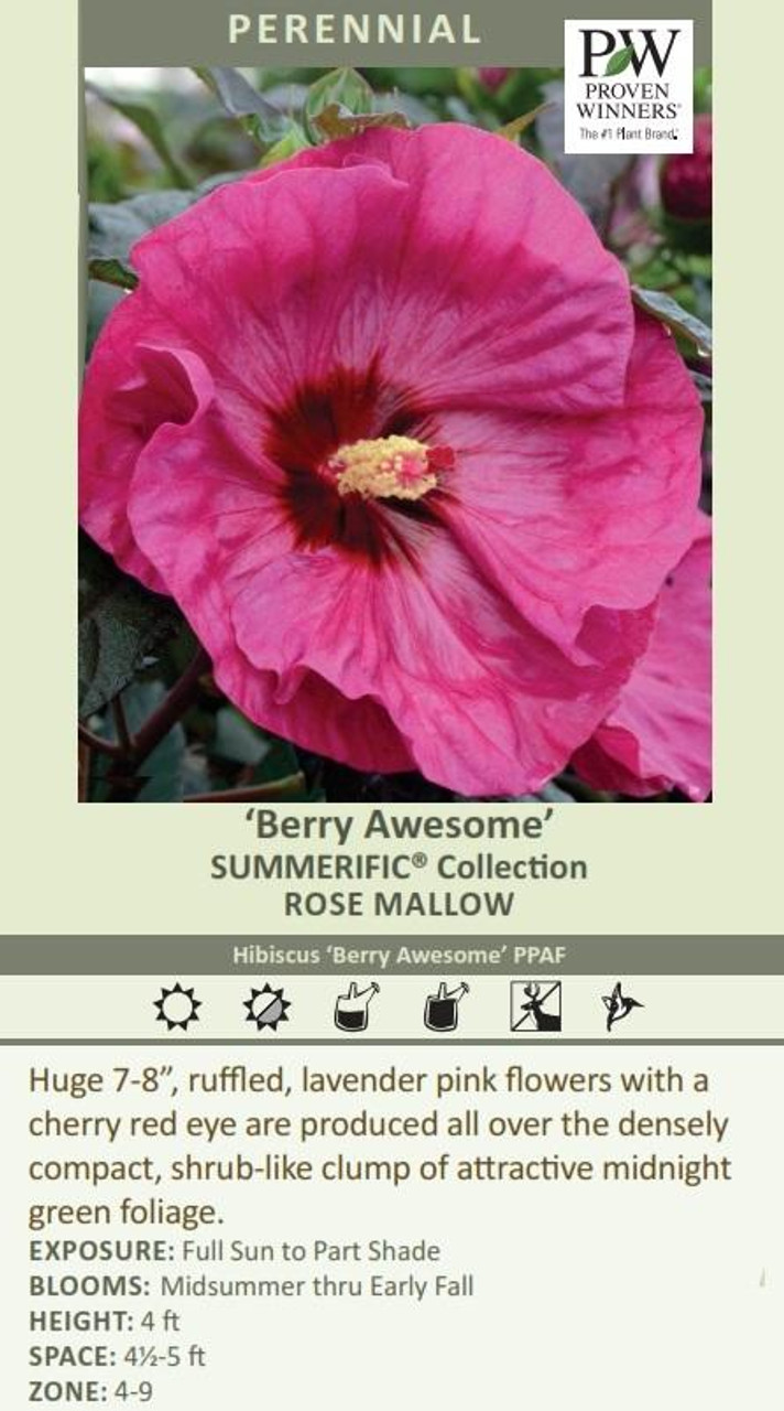 Hibiscus SUMMERIFIC Berry Awesome PPAF 25 BR Plants