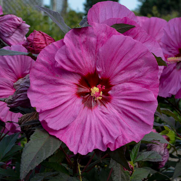 Hibiscus 'Berry Awesome' shipped from Grower to your door