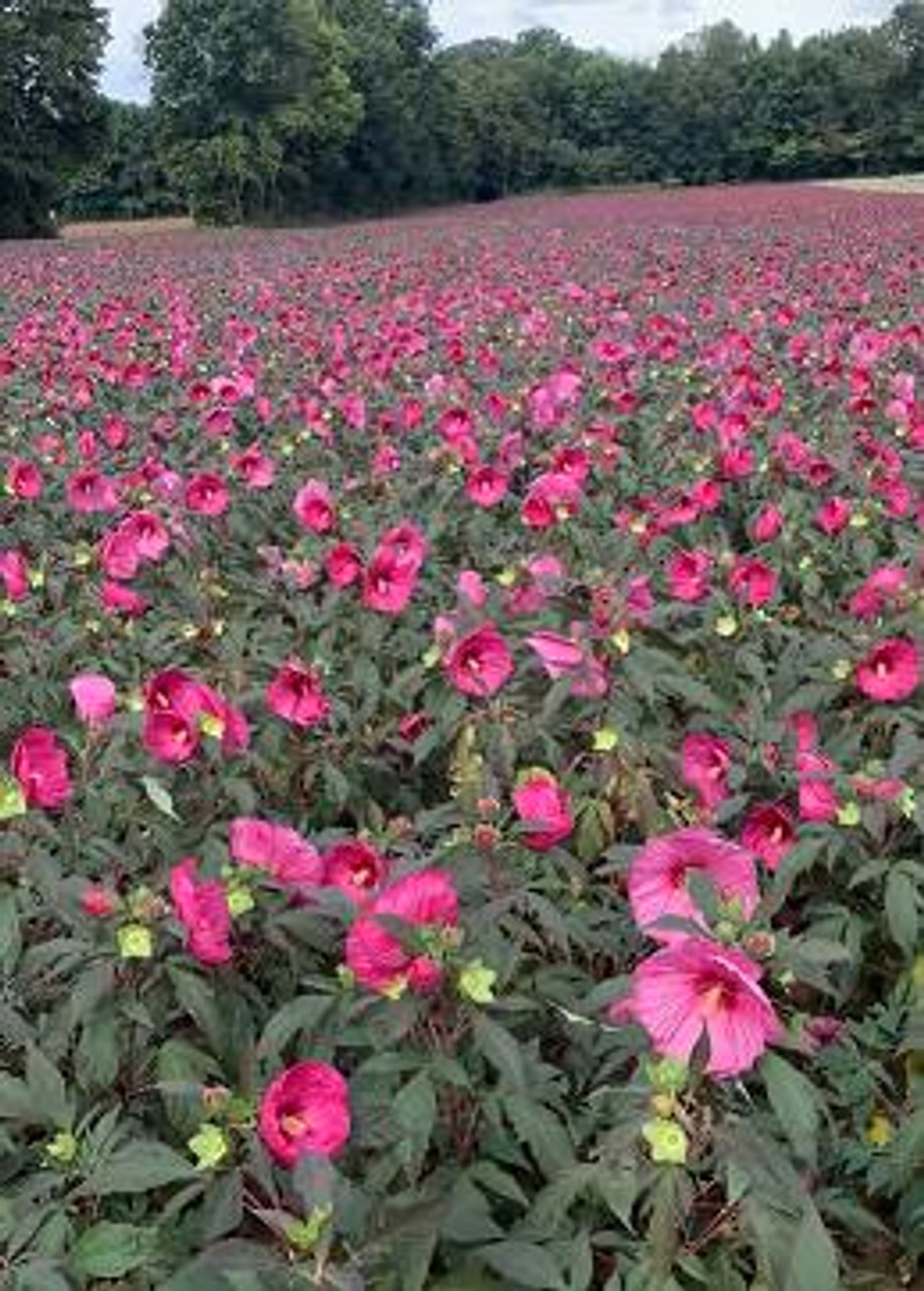 Hibiscus 'Berry Awesome' PP27936 (25) BR Plants