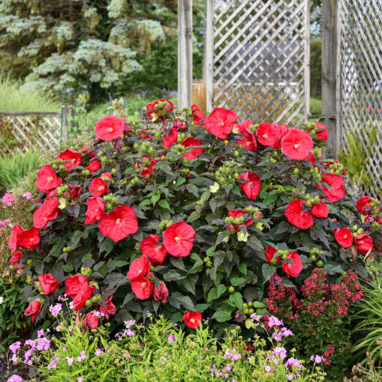 Hibiscus 'Mars Madness' PP27838 (25) BR Plants