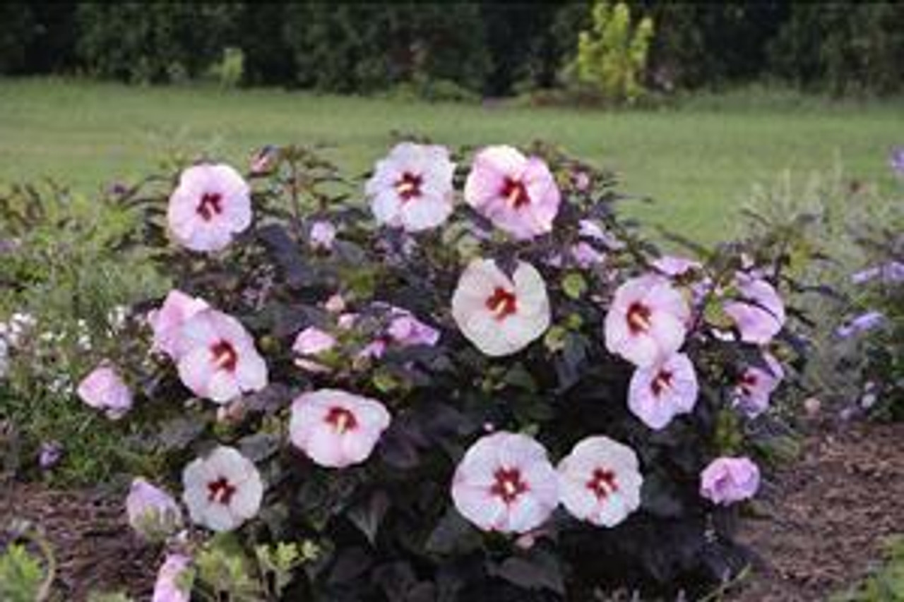 Hibiscus SUMMERIFIC Perfect Storm PPAF 25 BR Plants