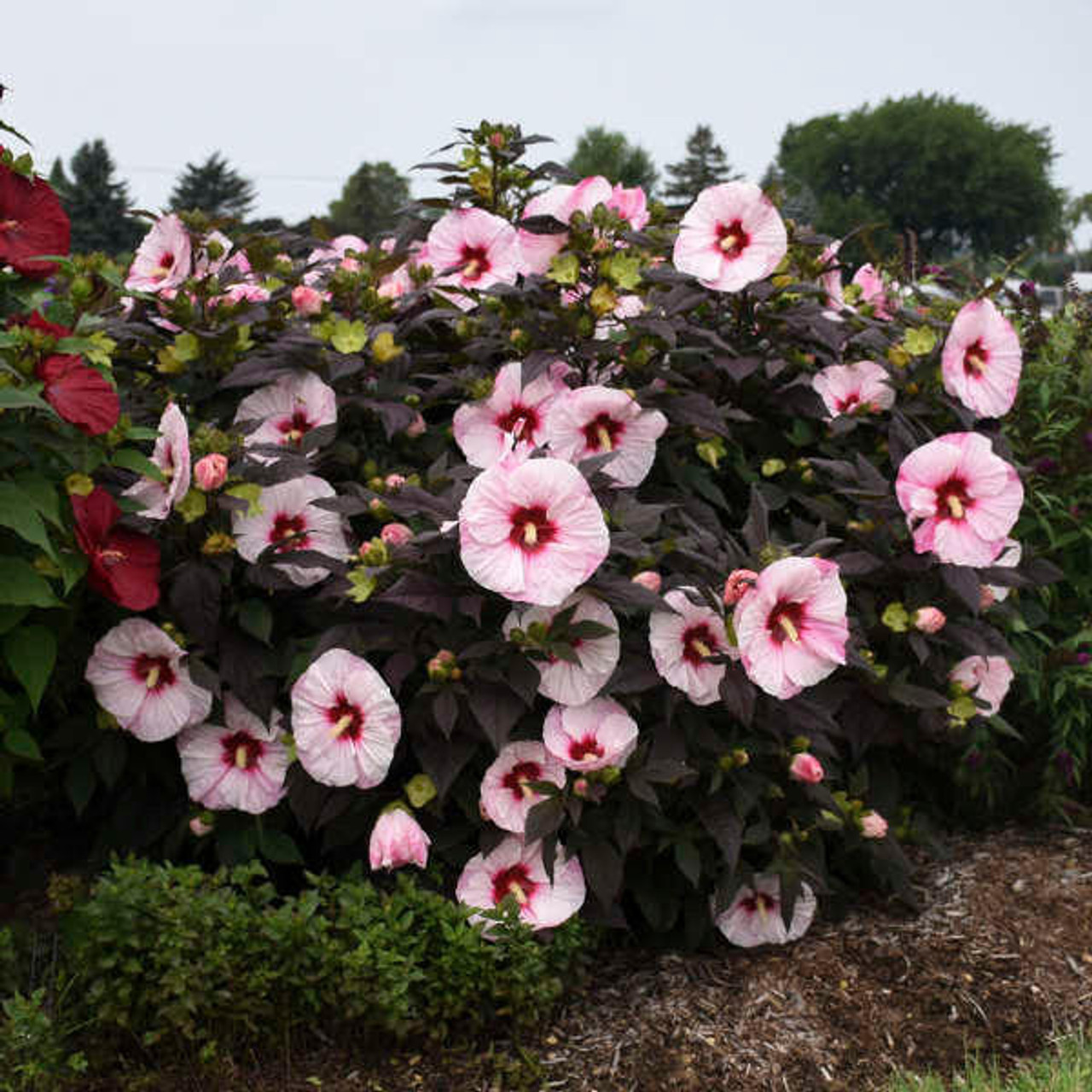 Hibiscus 'Perfect Storm' PP27880 (25) BR Plants