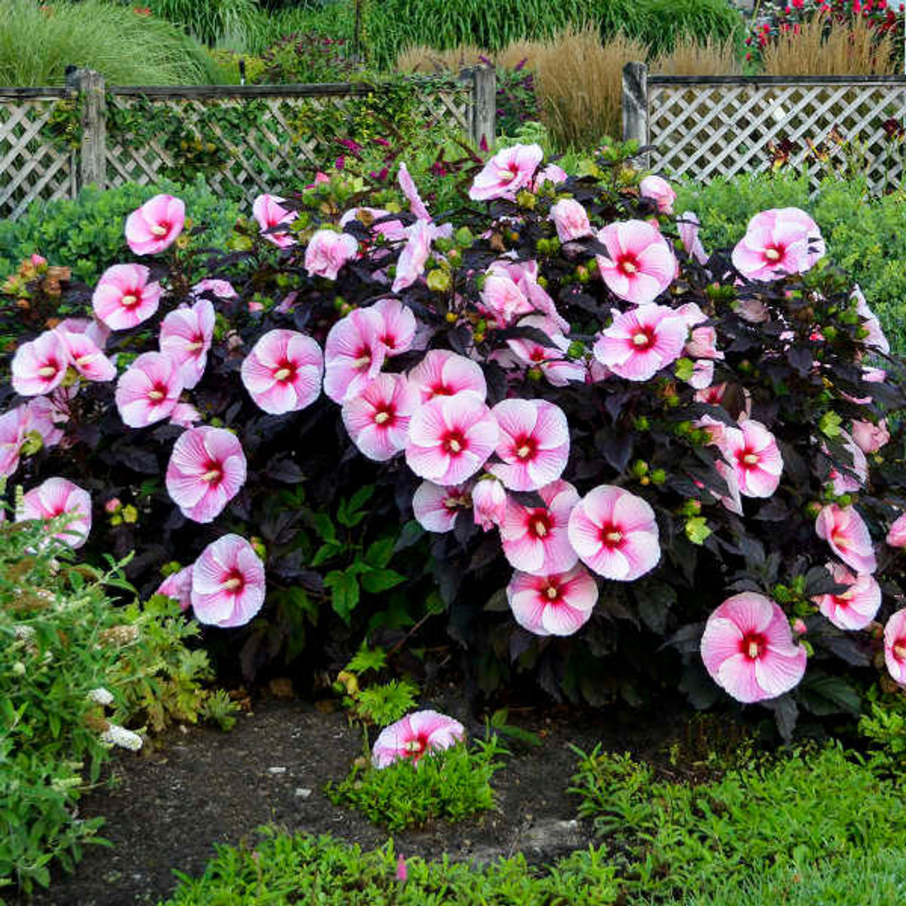 Hibiscus 'Starry Starry Night' PP27901 (25) BR Plants