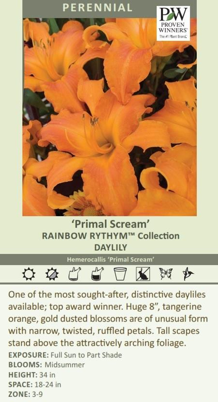 Hemerocallis RAINBOW RHYTHM Primal Scream 25 BR Plants