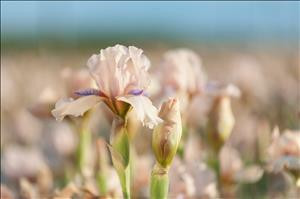 Iris 'Concertina' Perennial Plant Sale Bloomin Designs Nursery