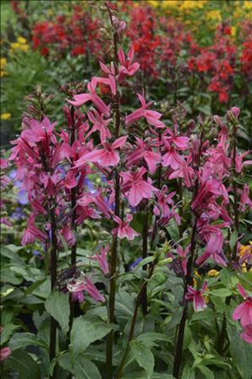 Lobelia s Starship Deep Rose 30ct Flat