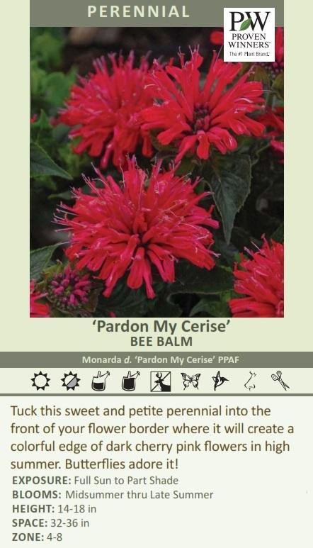 Monarda 'Pardon My Cerise' shipped from Grower to your door