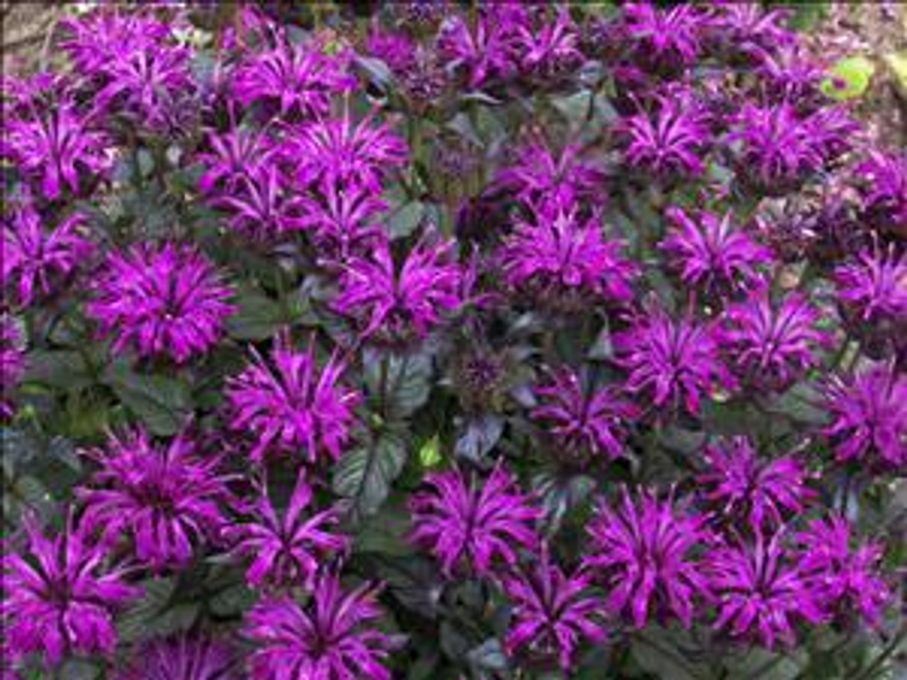 Monarda Rockin Raspberry PPAF 20ct Flat