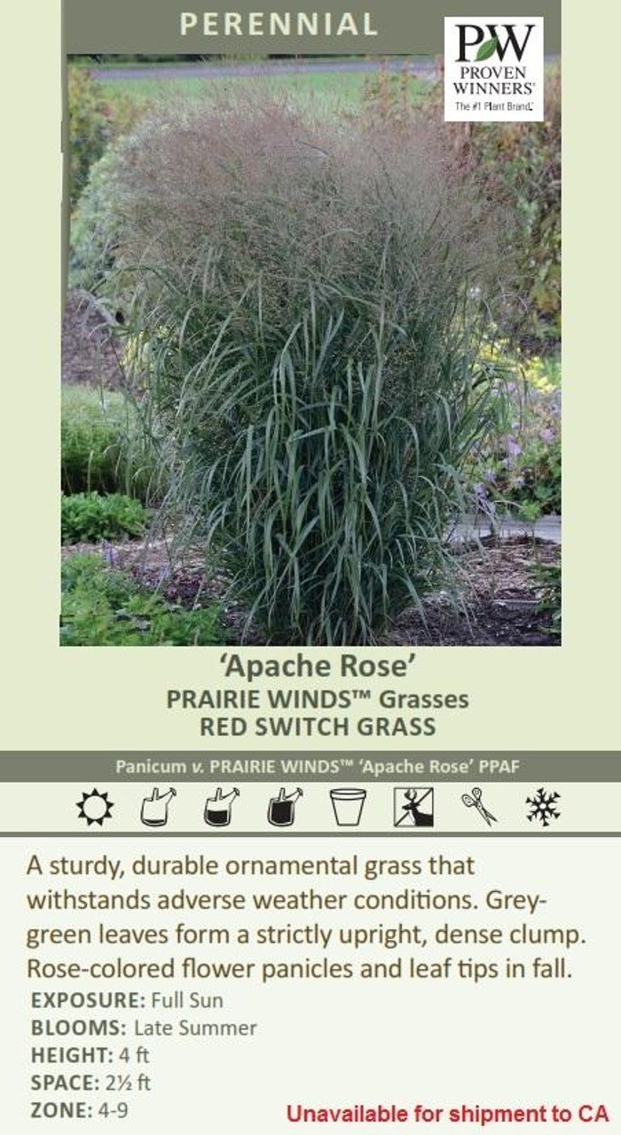 Panicum v PRAIRIE WINDS Apache Rose PPAF 30ct Flat