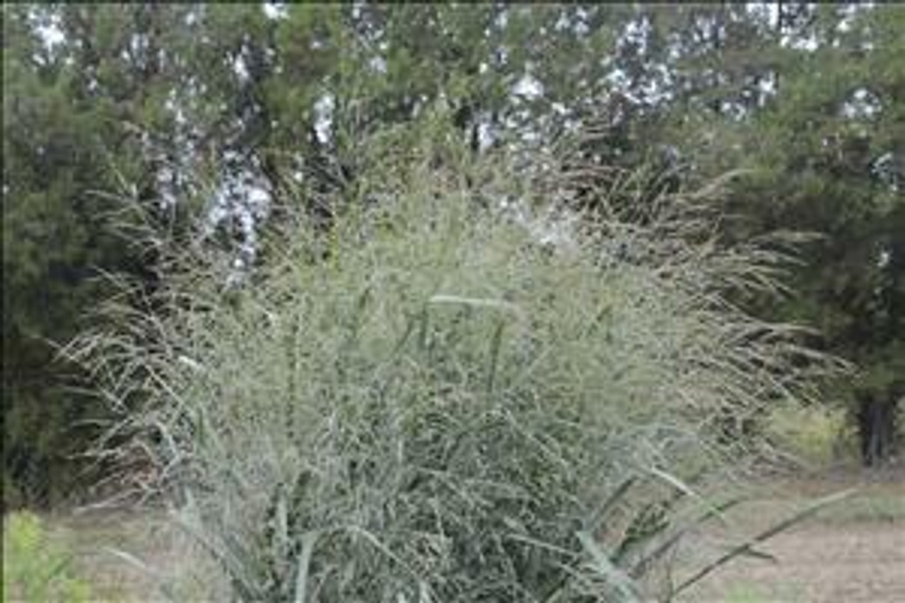 Panicum v Blue Fountain PPAF 30ct Flat